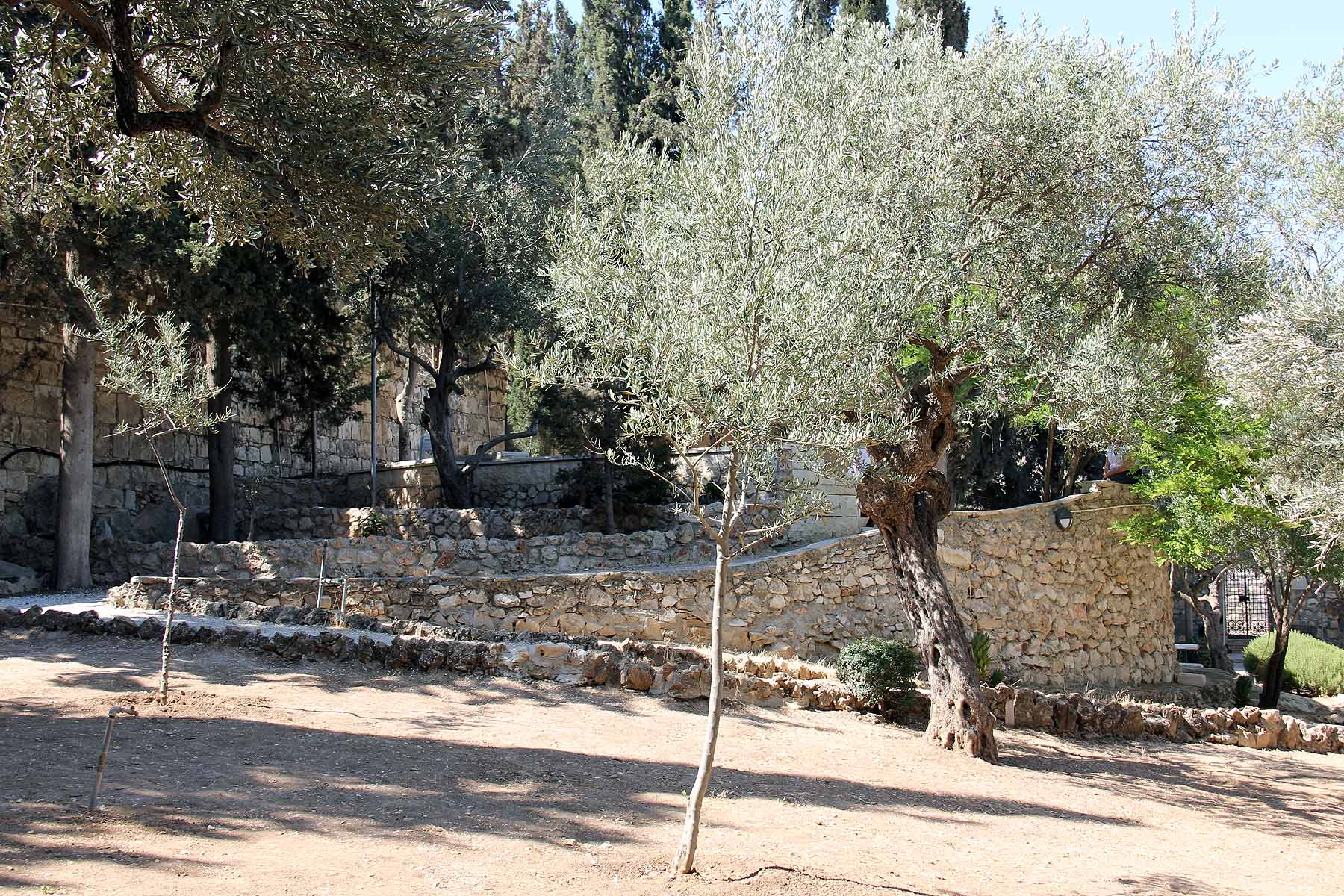 Gethsemane image 13